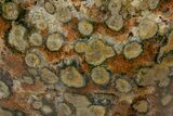 Colorful Free-Standing Ocean Jasper Formation - Madagascar #355305-3